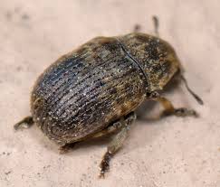 Attēlu rezultāti vaicājumam “Anthribus nebulosus”