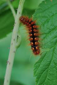 Attēlu rezultāti vaicājumam “Acronicta auricoma larva”