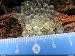 Attēlu rezultāti vaicājumam “Bilimbia tetramera”