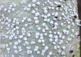 Attēlu rezultāti vaicājumam “Pertusaria leioplaca”