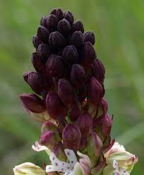 Attēlu rezultāti vaicājumam “Orchis ustulata flower”
