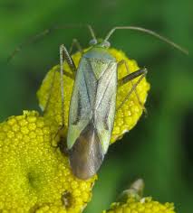 Attēlu rezultāti vaicājumam “Adelphocoris quadripunctatus imago”