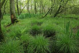 Attēlu rezultāti vaicājumam “Carex elongata”