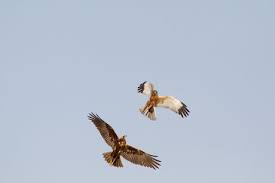 Attēlu rezultāti vaicājumam “Circus aeruginosus adult”