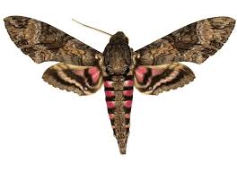 Image result for hawk moth