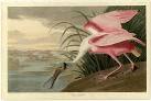 Birds of America