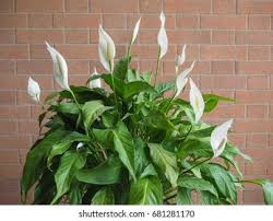 Attēlu rezultāti vaicājumam “Calla palustris flower”