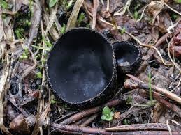 Attēlu rezultāti vaicājumam “Neckera complanata sporophyte”