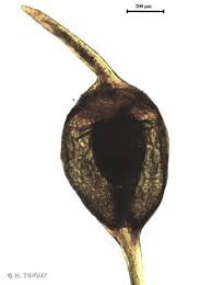 Attēlu rezultāti vaicājumam “Hymenostylium recurvirostrum macro”