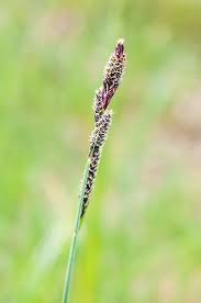 Attēlu rezultāti vaicājumam “Carex hartmanii”