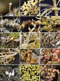 Attēlu rezultāti vaicājumam “Vouauxiomyces santessonii”