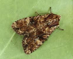 Attēlu rezultāti vaicājumam “Apamea epomidion”