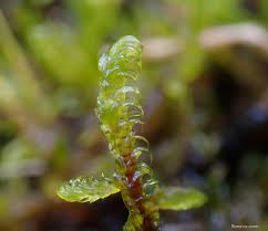 Attēlu rezultāti vaicājumam “Hamatocaulis vernicosus”