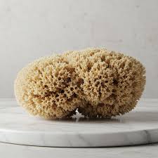 Attēlu rezultāti vaicājumam “Spongia”