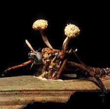 Attēlu rezultāti vaicājumam “Cordyceps polyarthra”
