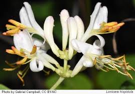 Attēlu rezultāti vaicājumam “Lonicera caerulea var. pallasii flower”