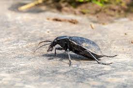 Attēlu rezultāti vaicājumam “Ctenicera pectinicornis female”