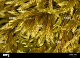 Attēlu rezultāti vaicājumam “Isothecium myosuroides”