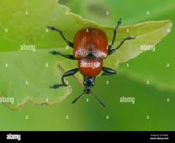 Attēlu rezultāti vaicājumam “Attelabus nitens”