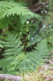 Attēlu rezultāti vaicājumam “Stellaria longifolia leaf”