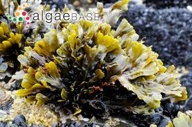 Attēlu rezultāti vaicājumam “Fucus vesiculosus”