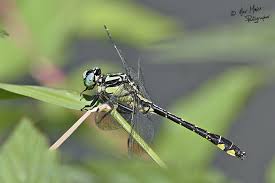 Attēlu rezultāti vaicājumam “Gomphus vulgatissimus”