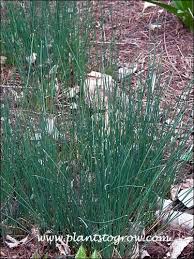 Attēlu rezultāti vaicājumam “Juncus inflexus”