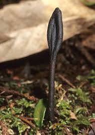 Attēlu rezultāti vaicājumam “Geoglossum sp.”