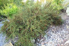 Attēlu rezultāti vaicājumam “Cotoneaster divaricatus”