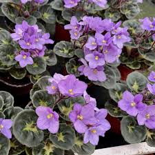 Image result for Saintpaulia ionantha Culitvar