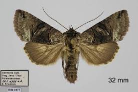 Attēlu rezultāti vaicājumam “Abrostola tripartita”