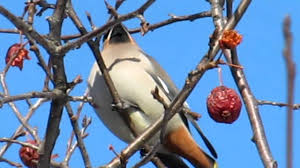 Attēlu rezultāti vaicājumam “Bombycilla garrulus adult”