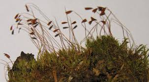 Attēlu rezultāti vaicājumam “Pohlia nutans”