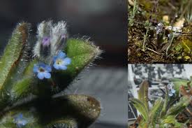 Attēlu rezultāti vaicājumam “Myosotis micrantha”