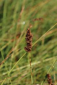 Attēlu rezultāti vaicājumam “Carex diandra”