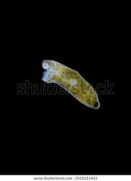 Attēlu rezultāti vaicājumam “Heterotrichia oerstedii (syn. Arcyria oerstedii) sessile”