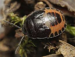 Attēlu rezultāti vaicājumam “Adomerus biguttatus”