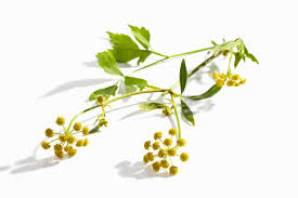 Attēlu rezultāti vaicājumam “Levisticum officinale flower”