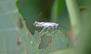 Attēlu rezultāti vaicājumam “Lyonetia prunifoliella”