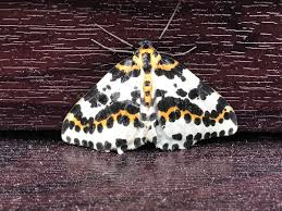 Attēlu rezultāti vaicājumam “Abraxas grossulariata imago”