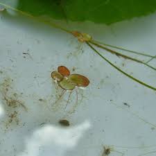 Attēlu rezultāti vaicājumam “Spirodela polyrhiza”