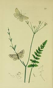 Attēlu rezultāti vaicājumam “Siona lineata”