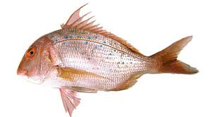 Image result for Pagrus pagrus