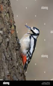 Attēlu rezultāti vaicājumam “Dendrocopos major female”