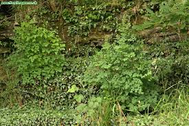 Attēlu rezultāti vaicājumam “Thalictrum minus”