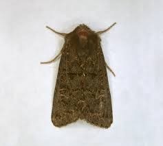 Attēlu rezultāti vaicājumam “Tholera cespitis”