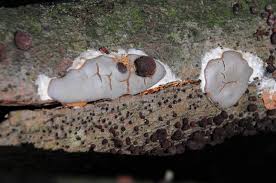 Attēlu rezultāti vaicājumam “Dictydiaethalium plumbeum”