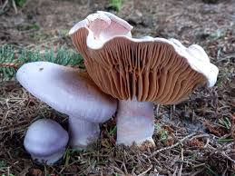 Attēlu rezultāti vaicājumam “Cortinarius traganus”