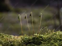 Attēlu rezultāti vaicājumam “Polytrichastrum formosum sporophyte”