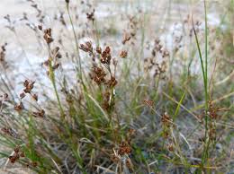 Attēlu rezultāti vaicājumam “Juncus gerardii bud”